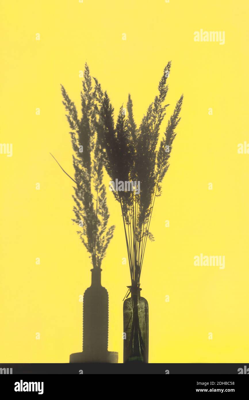 Ombre da erba di pampas in vasi sulla parete gialla. Immagini con tonalità gialle e grigie Foto Stock