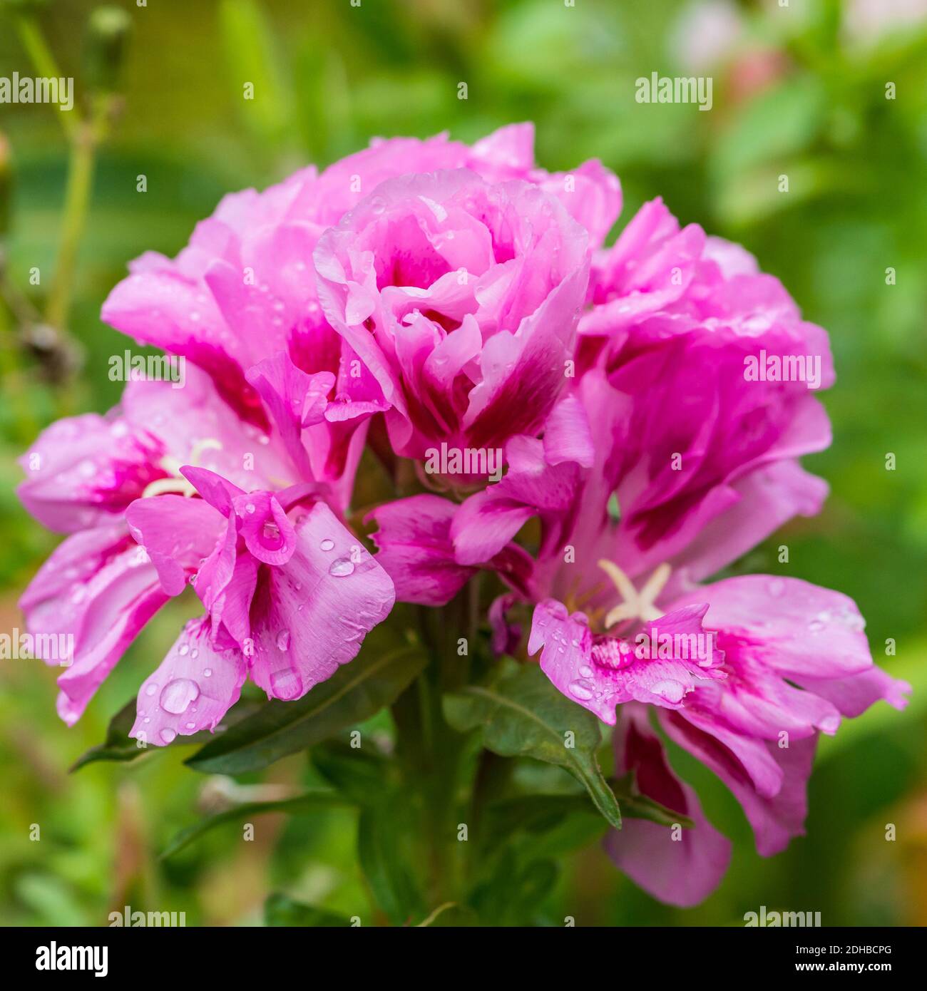 Una macro ha sparato alcuni godetia rosa scuro fiorisce. Foto Stock