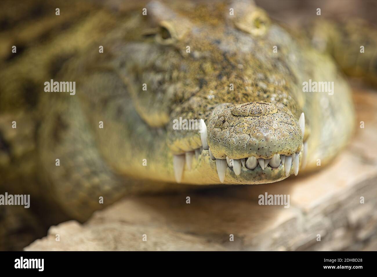 Primo piano della bocca e dei denti di un coccodrillo del Nilo. Dettagli su occhi e denti di un coccodrillo, zoo di animali. Foto Stock