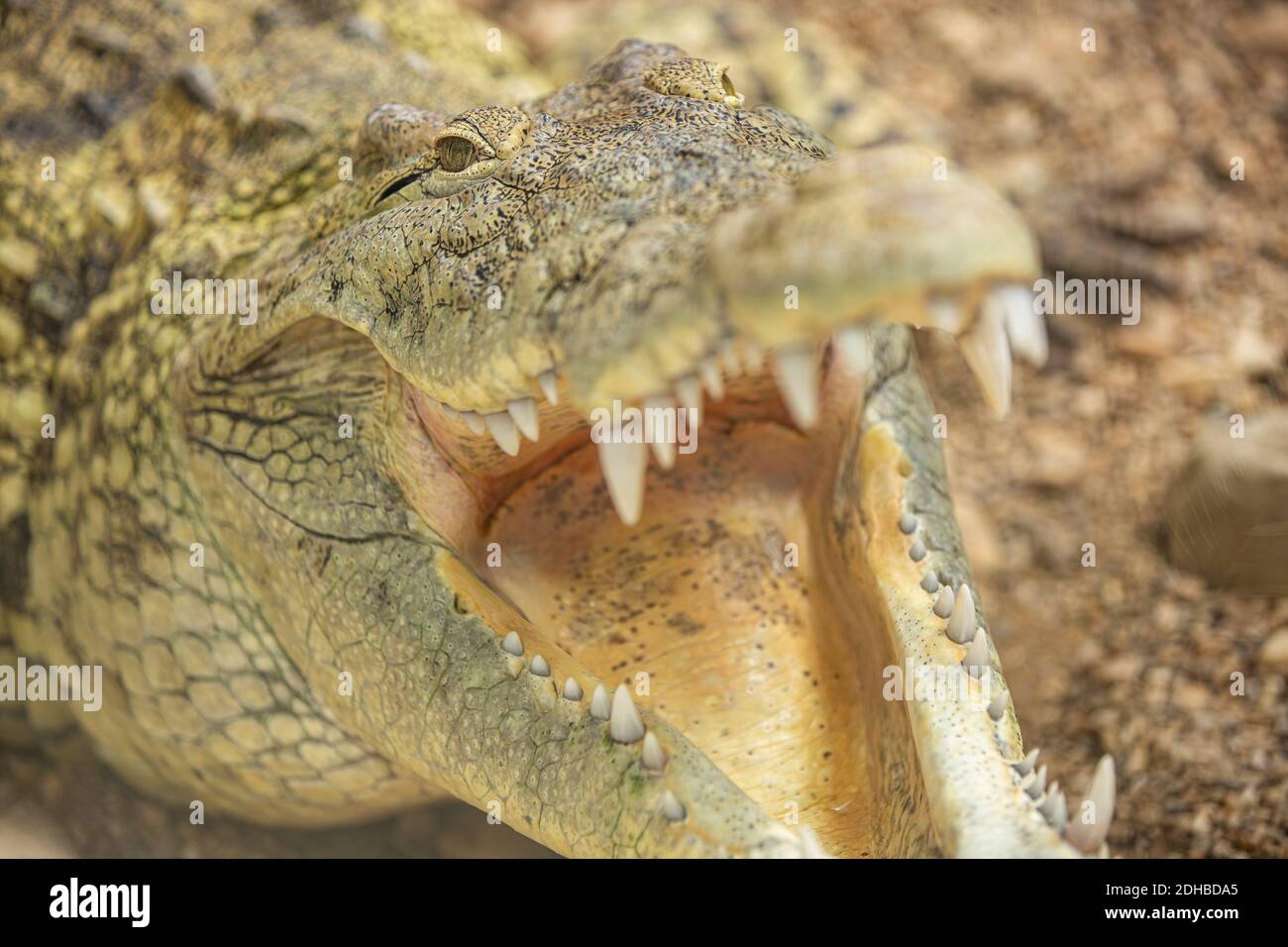 Primo piano della bocca e dei denti di un coccodrillo del Nilo. Dettagli su occhi e denti di un coccodrillo, zoo di animali. Foto Stock