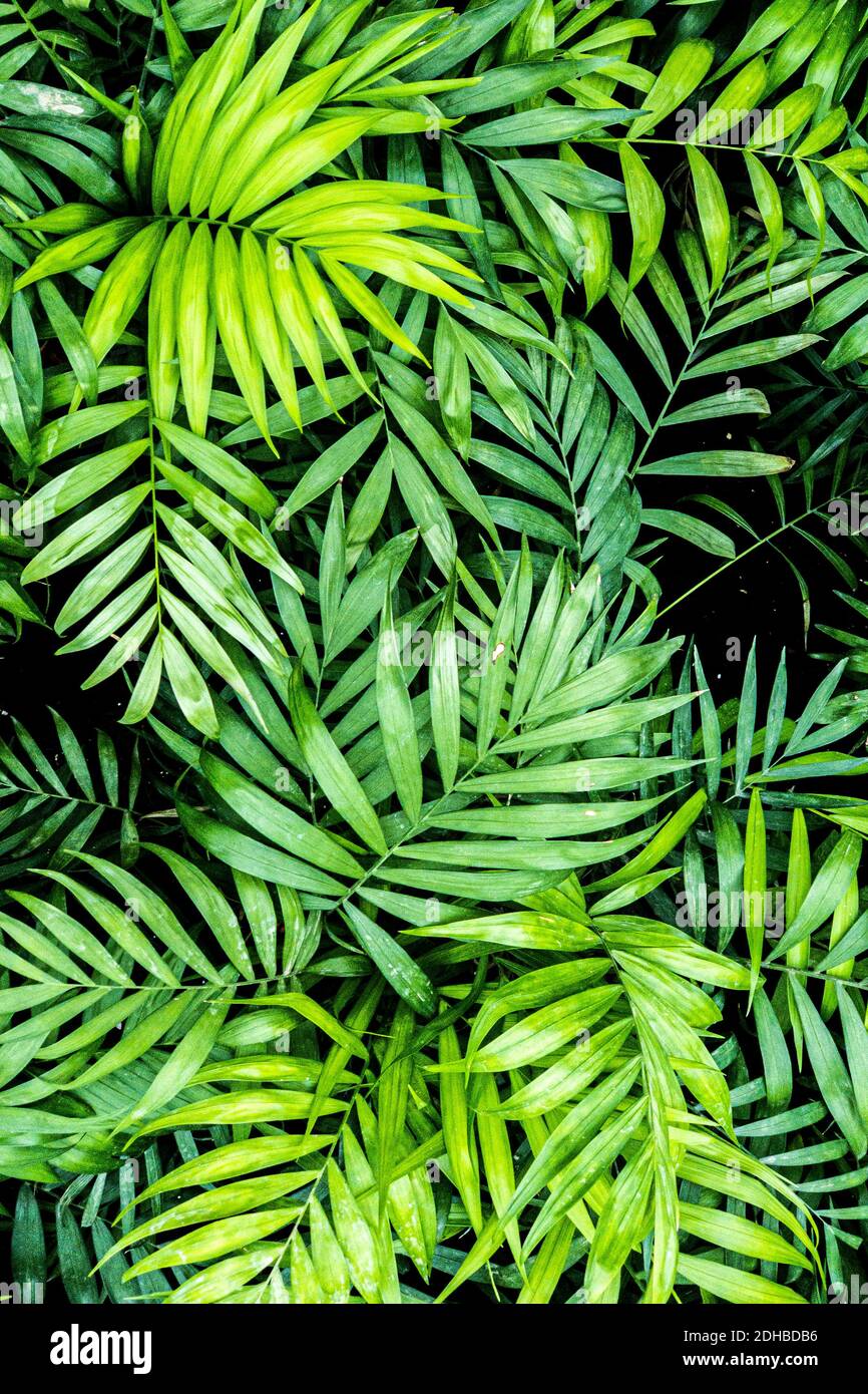 Foglia di palma tropicale texture, grande palma fogliame natura sfondo verde scuro. Bellissimo motivo naturale, sfondo, modello scheda natura Foto Stock