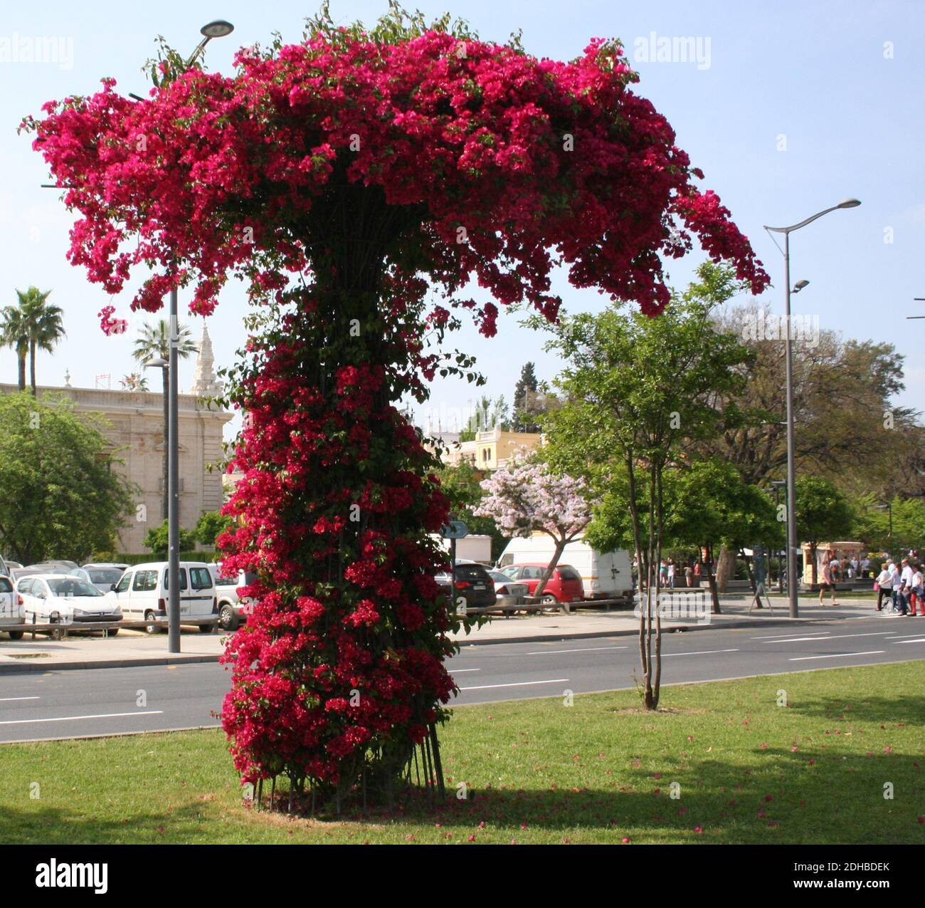 Magenta Bougainvillea spinoso vite ornamentale in fiore pieno su a. street a Siviglia Andalusia Spagna a forma di a. Albero Primavera 2014 Foto Stock