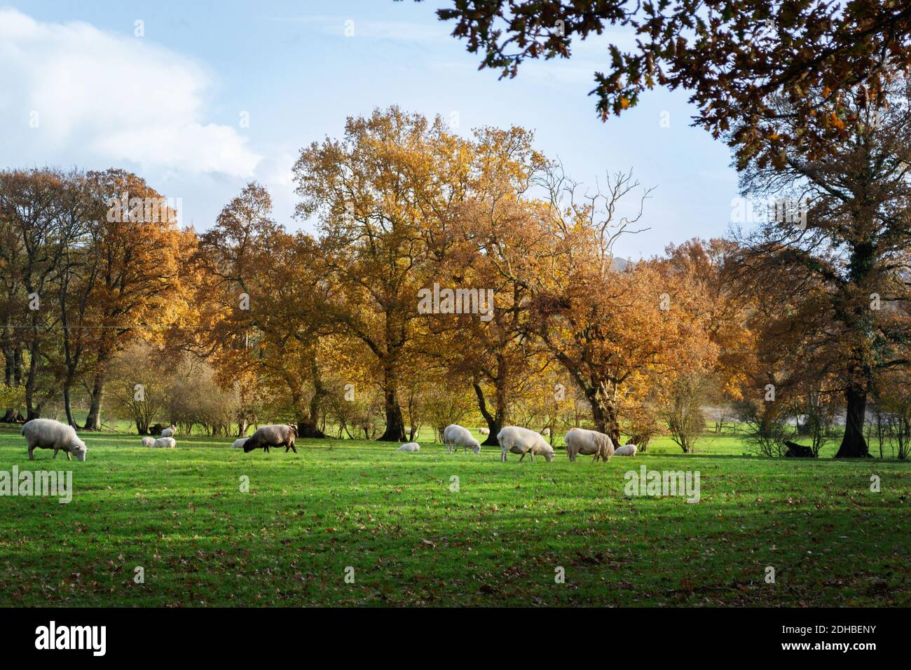 Pecore in un campo in autunno e alberi con loro colori autunnali Foto Stock