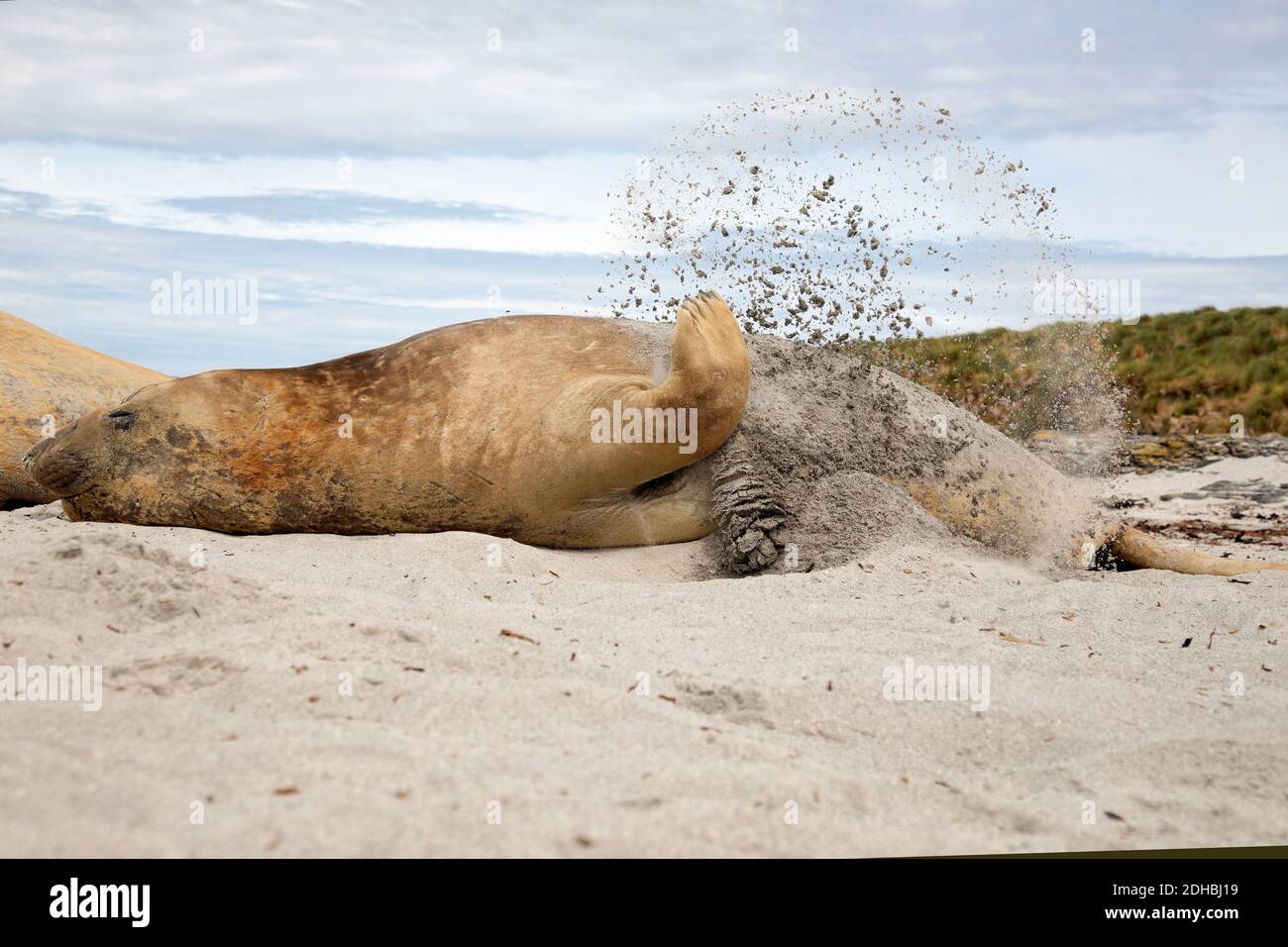 Elefante marino meridionale, Isola dei leoni marini, Falkland, gennaio 2018 Foto Stock