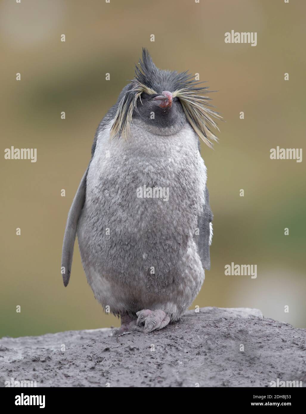 Pinguino del rockhopper settentrionale o pinguino del rockhopper di Moseley, vagante per falkland, Kidney Cove, East falkland, gennaio 2028 Foto Stock