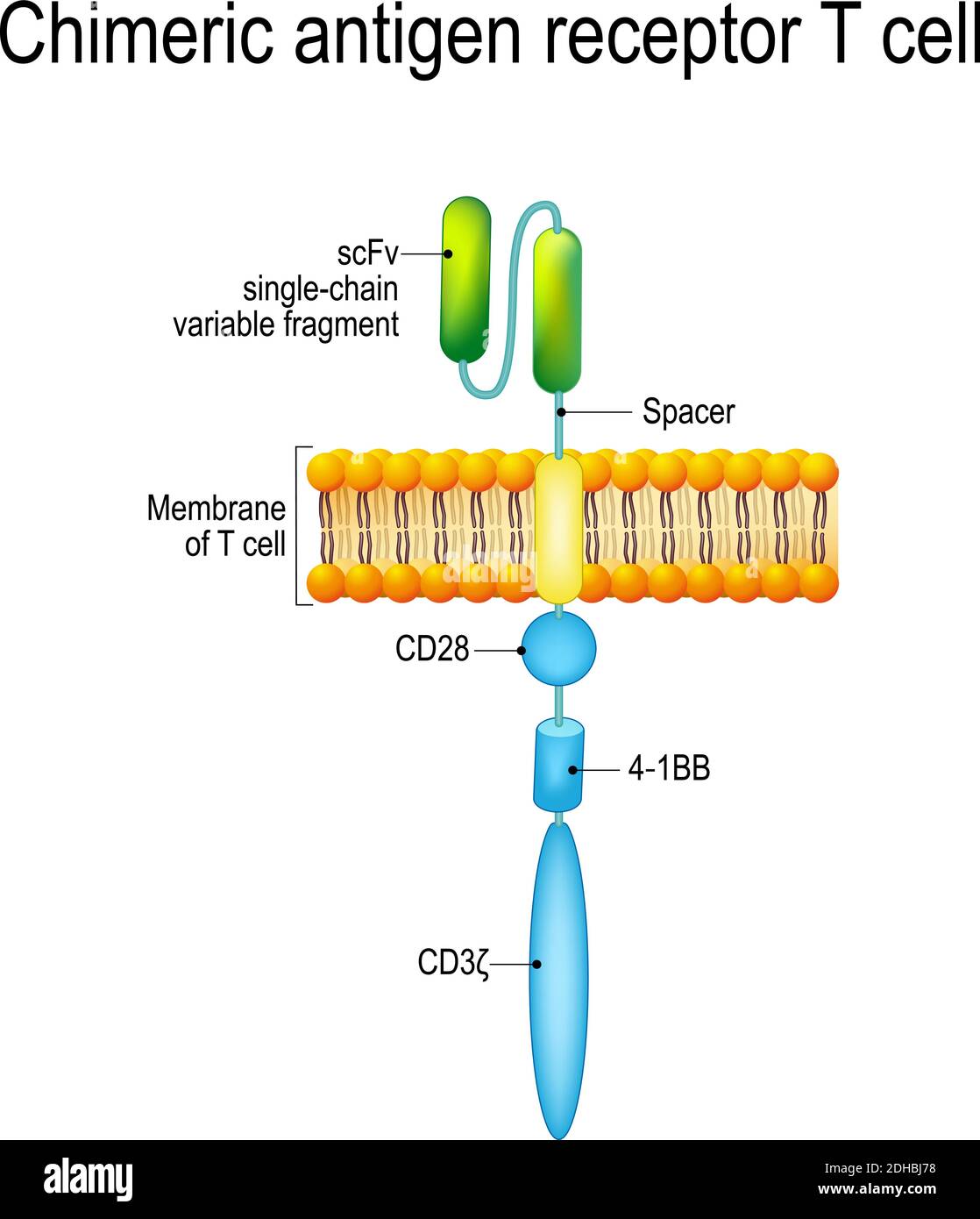 Cellula T del recettore dell'antigene chimerico (CAR). I recettori di cellule T artificiali sono proteine che sono state ingegnerizzate per la terapia del cancro (uccisione di cellule tumorali) Illustrazione Vettoriale