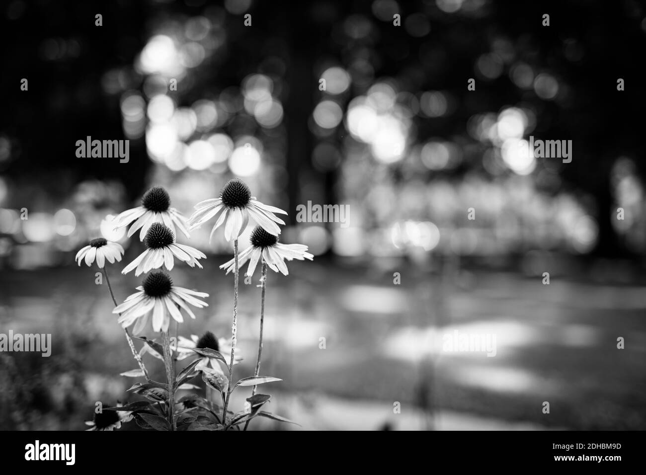 Fiore bianco e nero in campo forestale con prato su sfondo bokeh sfocato. Natura straordinaria, processo a colori monocromatico. Primo piano artistico della natura Foto Stock