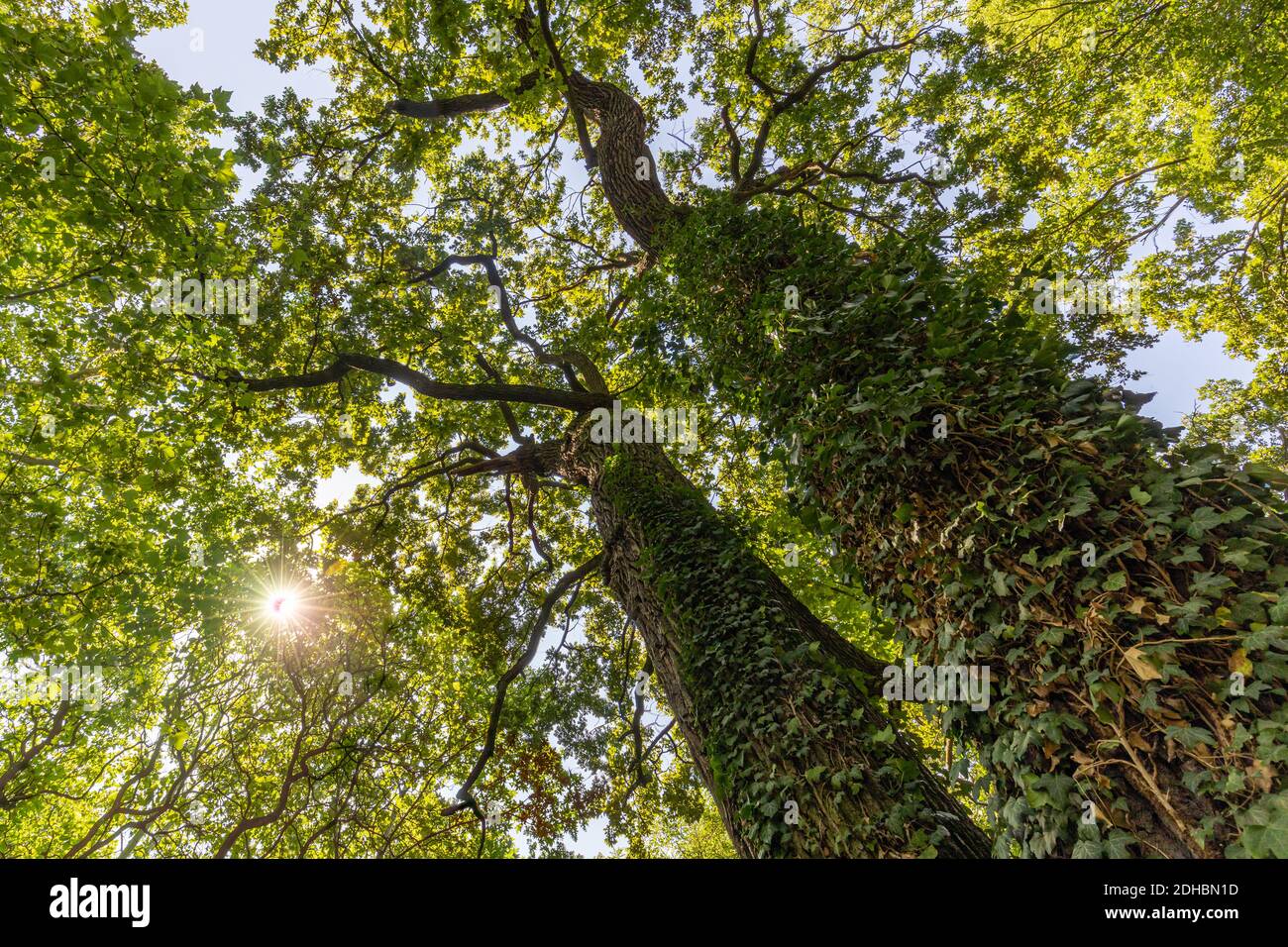 Il sole attraversa rami di alberi spessi in fitta foresta verde. Verde paesaggio naturale, alberi forestali con calma rilassante ambiente naturale Foto Stock