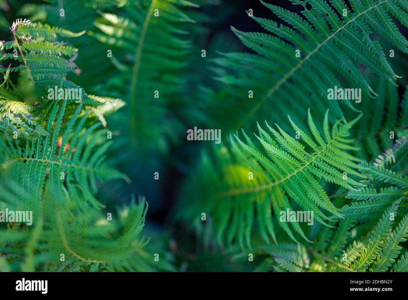 Macro di petali di felce verdi. Verde pianta felce fiorito. Fern sullo sfondo di verde natura texture Foto Stock