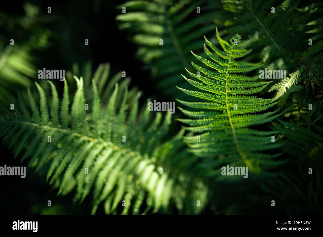 Macro di petali di felce verdi. Verde pianta felce fiorito. Fern sullo sfondo di verde natura texture Foto Stock