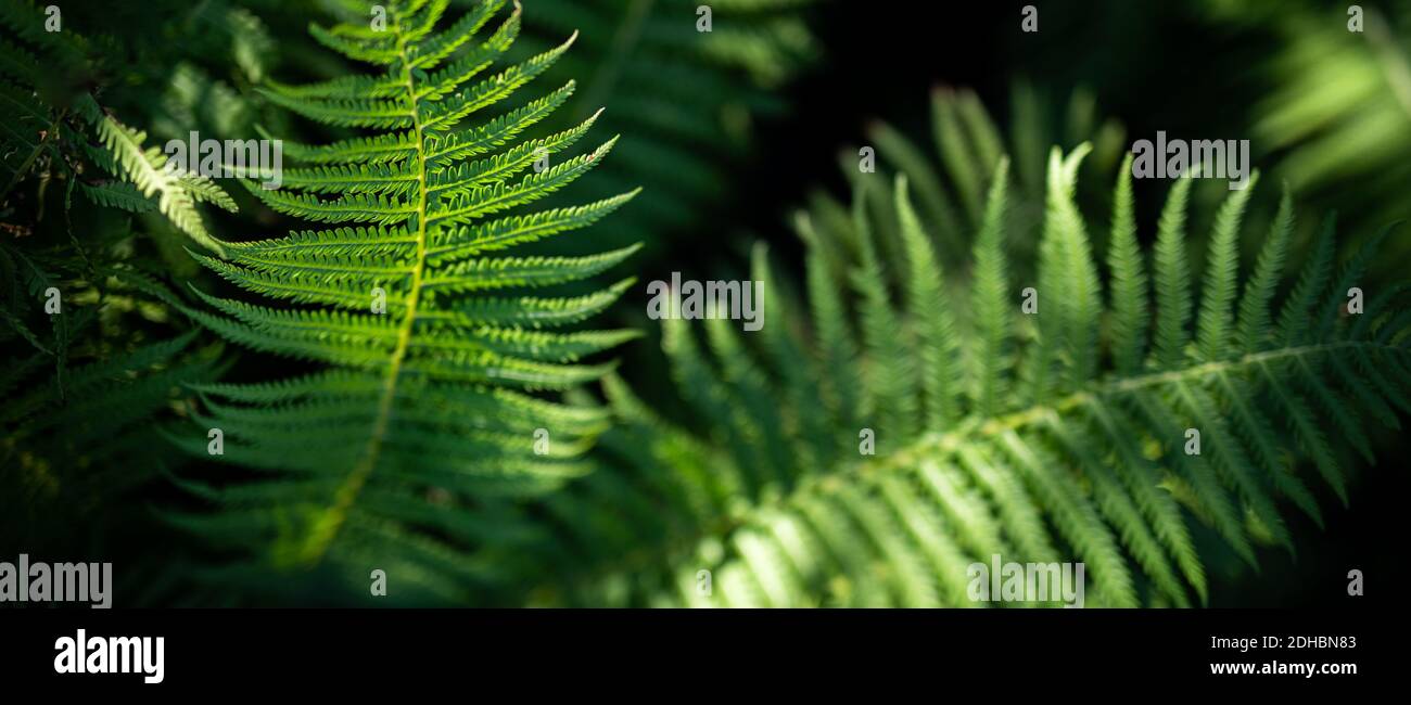 Macro di petali di felce verdi. Verde pianta felce fiorito. Fern sullo sfondo di verde natura texture Foto Stock