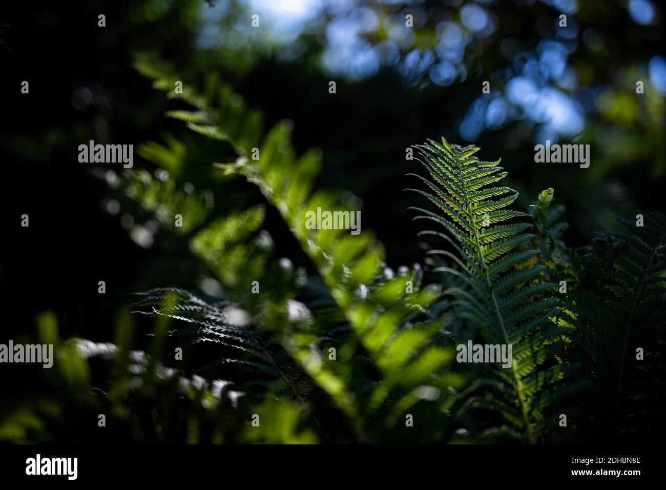 Macro di petali di felce verdi. Verde pianta felce fiorito. Fern sullo sfondo di verde natura texture Foto Stock