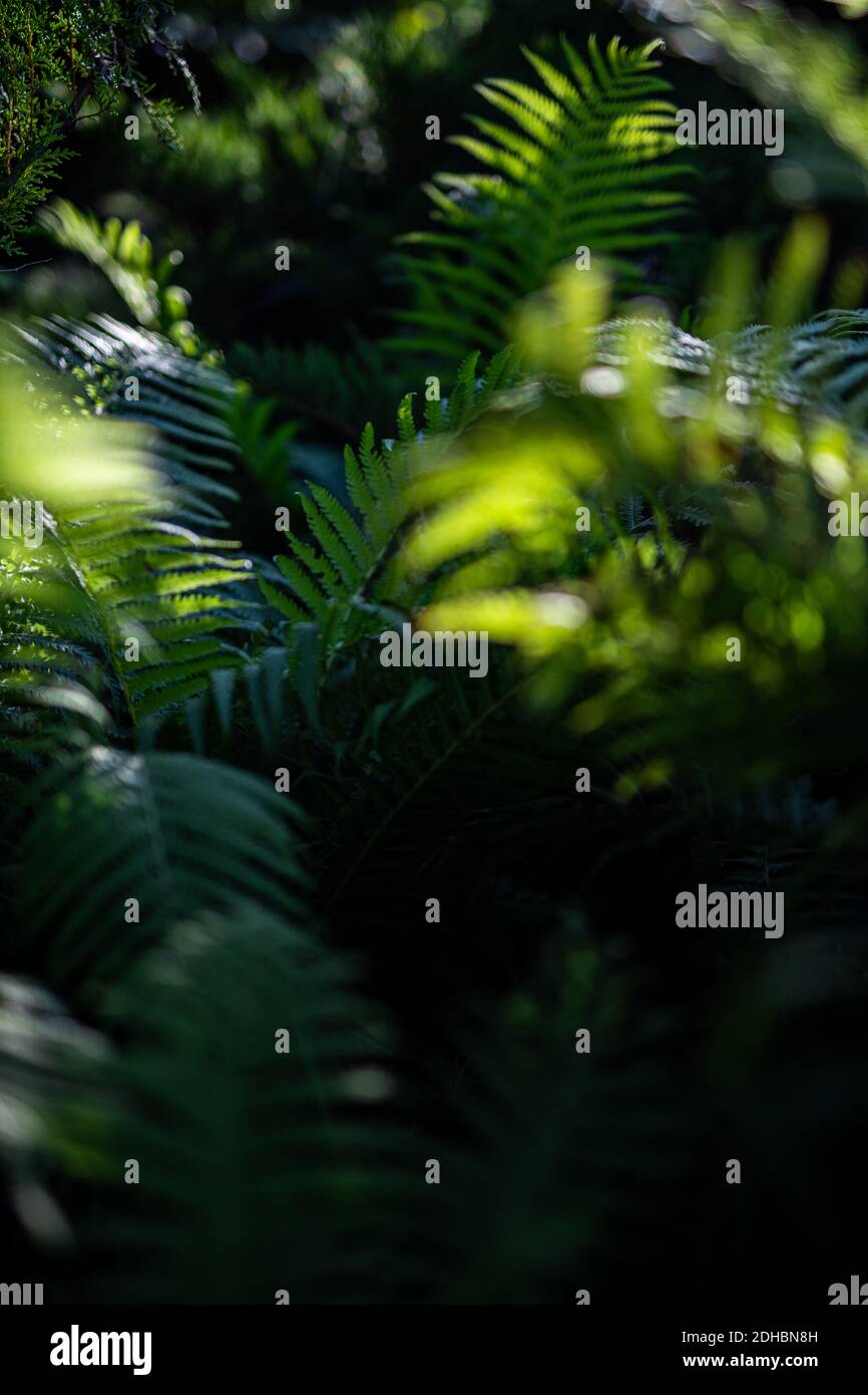 Macro di petali di felce verdi. Verde pianta felce fiorito. Fern sullo sfondo di verde natura texture Foto Stock