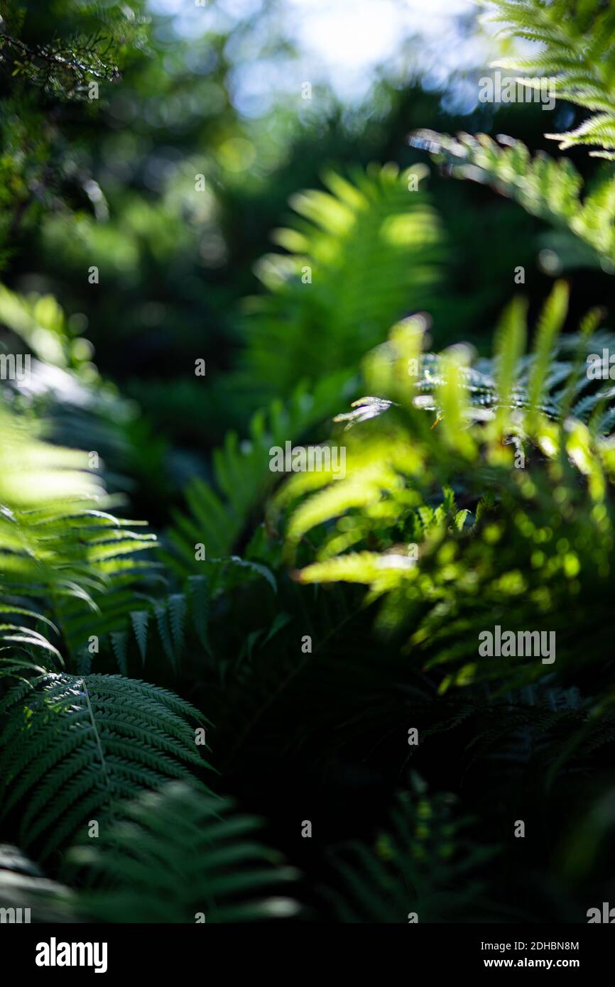 Macro di petali di felce verdi. Verde pianta felce fiorito. Fern sullo sfondo di verde natura texture Foto Stock