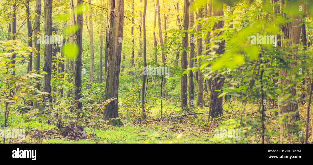 Arco naturale a forma di rami nella foresta. Foresta naturale di alberi di abete rosso, travi a vista verde paesaggio forestale, natura ecologia modello banner Foto Stock