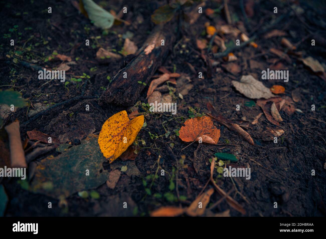 Caduta foglie sfondo, terreno scuro, terreno con foglie d'autunno. Scenografico sfondo artistico stagionale della natura, vegetazione, concetto di ecologia Foto Stock