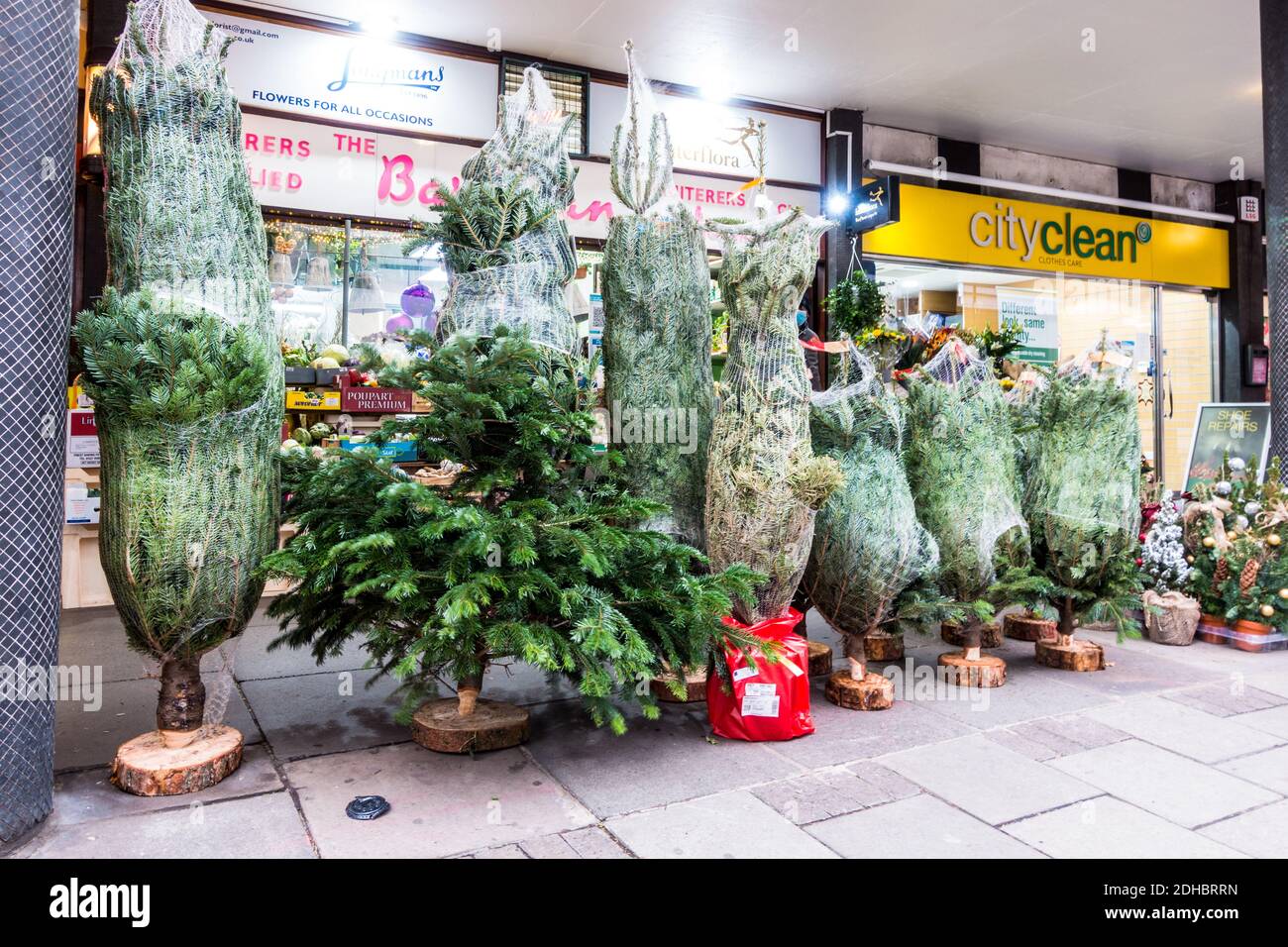 Albero di Natale in vendita in un negozio indipendente a Barbican, Londra Foto Stock