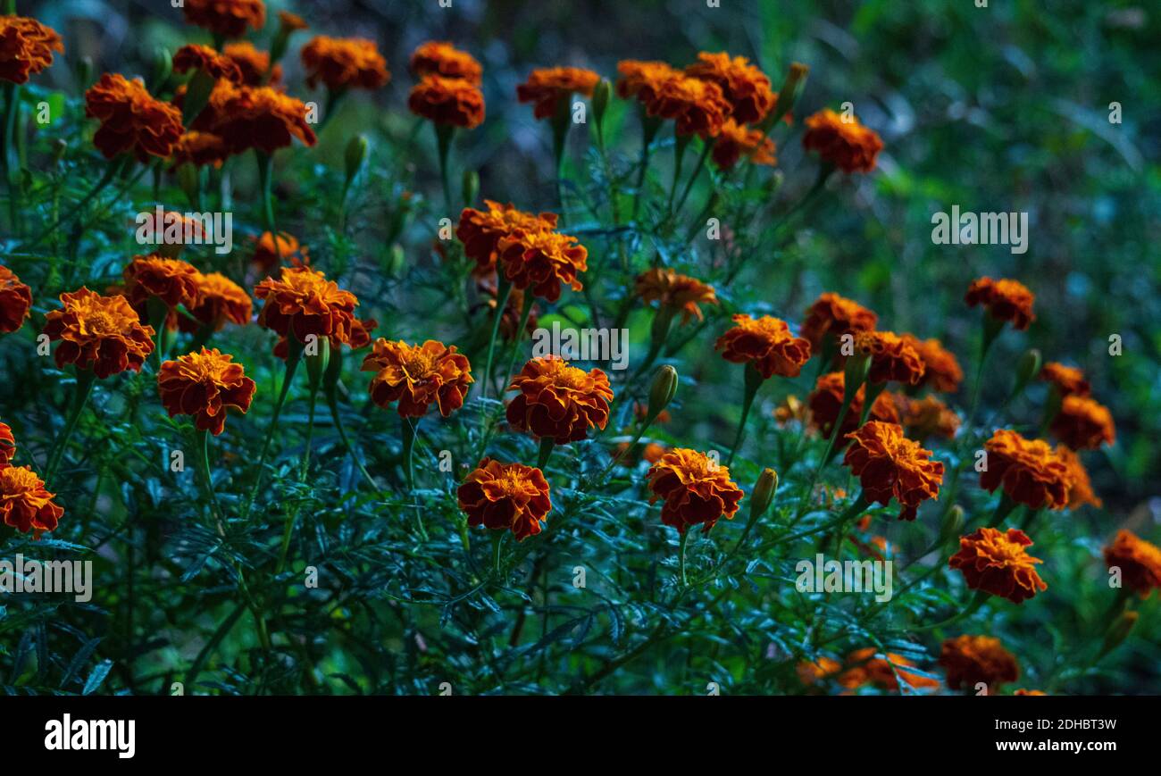 Fiori da vicino Foto Stock