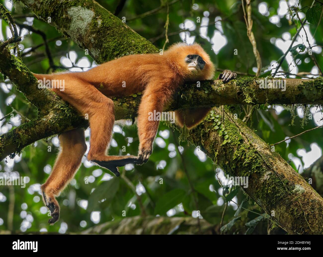 Scimmia foglia rossa, scimmia foglia di marone, langur maroon in un albero in Borneo Foto Stock