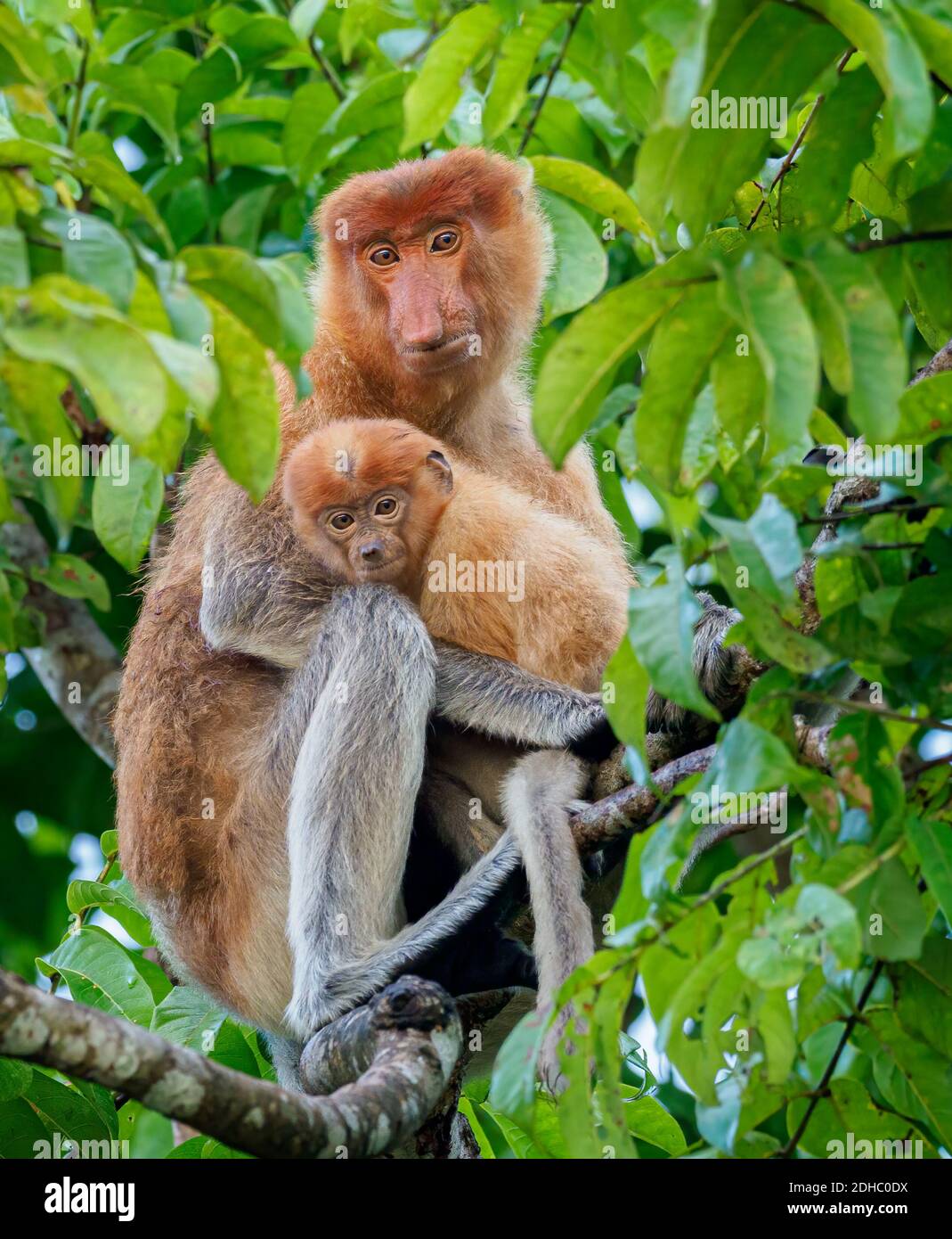 Proboscis Monkey madre con il bambino in un albero nel Foresta pluviale nel Borneo Foto Stock