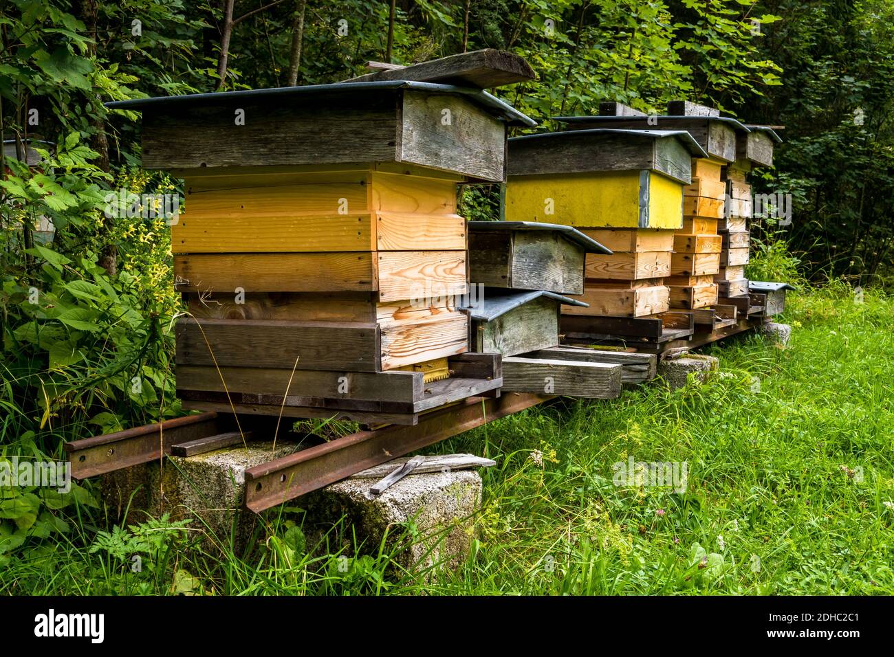 Le busy Honey Bees volano in orticaria di legno di ape sul prato Sotto Green Forest Foto Stock