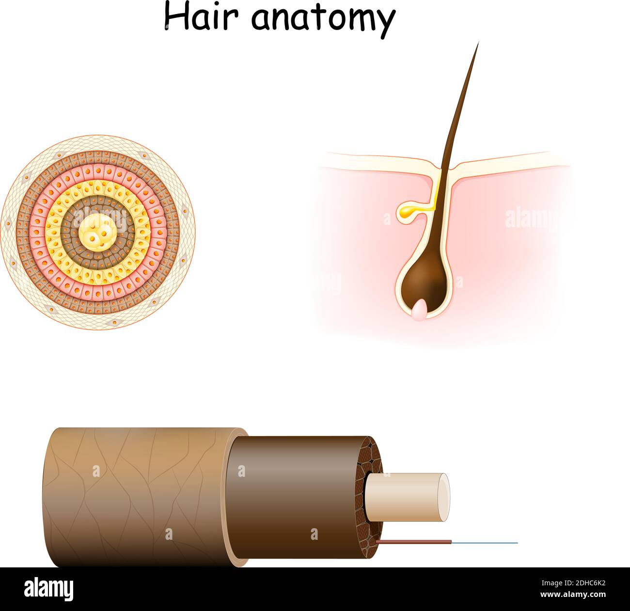 Anatomia dei capelli. Sezione trasversale, e struttura della cella dell'albero dei capelli. Parte della pelle (epidermide e derma) con una radice di capelli nel follicolo. Illustrazione Vettoriale