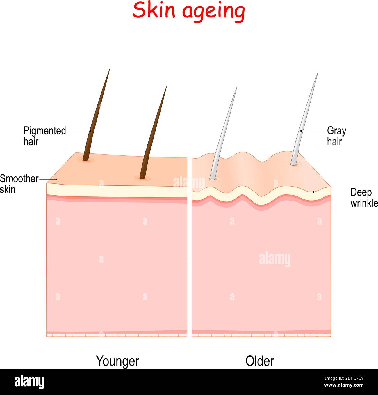processo di invecchiamento. Dalla pelle più liscia più giovane con i capelli pigmentati alla pelle più vecchia con le rughe profonde e i capelli grigi. Illustrazione Vettoriale