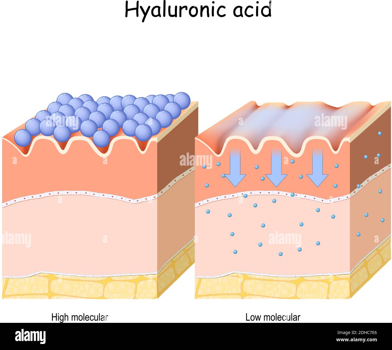Acido ialuronico. Acido ialuronico in prodotti per la cura della pelle. Bassa molecola e alta differenza molecolare. Illustrazione Vettoriale