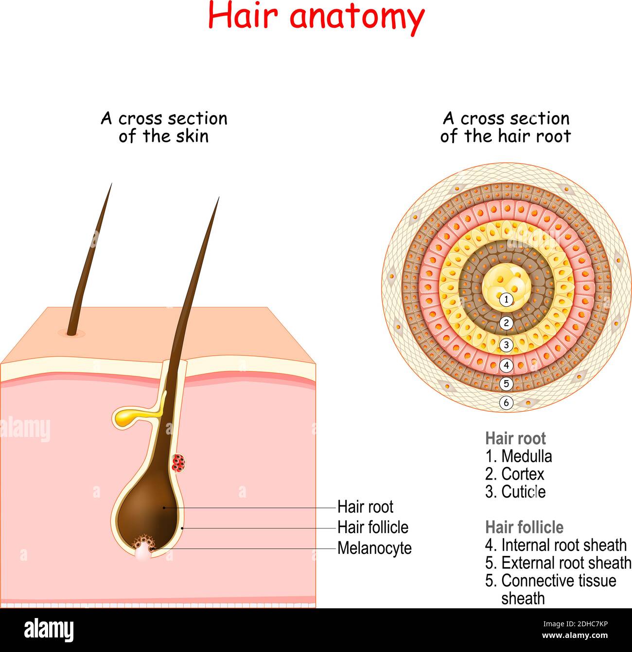 Struttura follicolare e anatomia dei capelli. Sezione trasversale della pelle umana e primo piano della radice dei capelli. Illustrazione Vettoriale