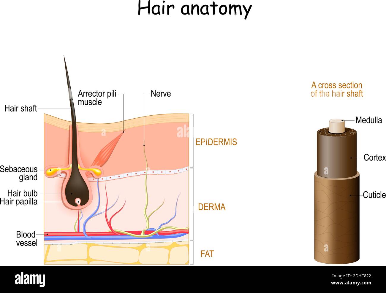 Anatomia dei capelli. Sezione trasversale dell'albero dei capelli. Strati della pelle con follicolo dei capelli e muscolo del pili dell'Arrector. Diagramma vettoriale. Illustrazione medica dettagliata Illustrazione Vettoriale