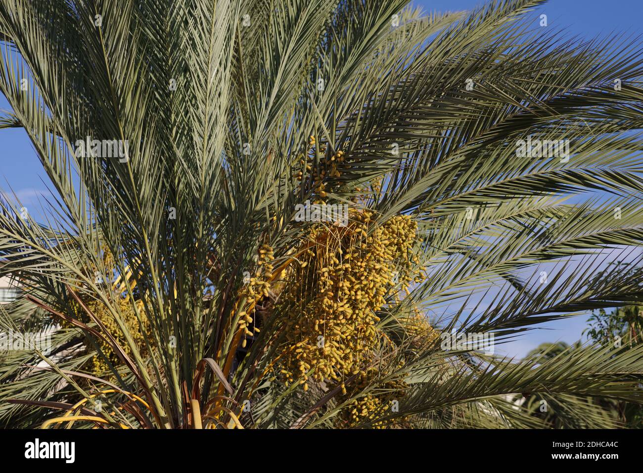 Date pal con frutta in un ambiente urbano. Foto Stock