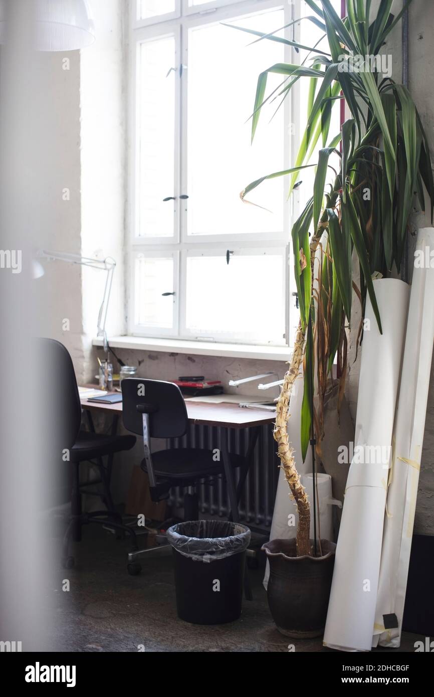 Impianto in vaso da scrivania in ufficio Foto Stock