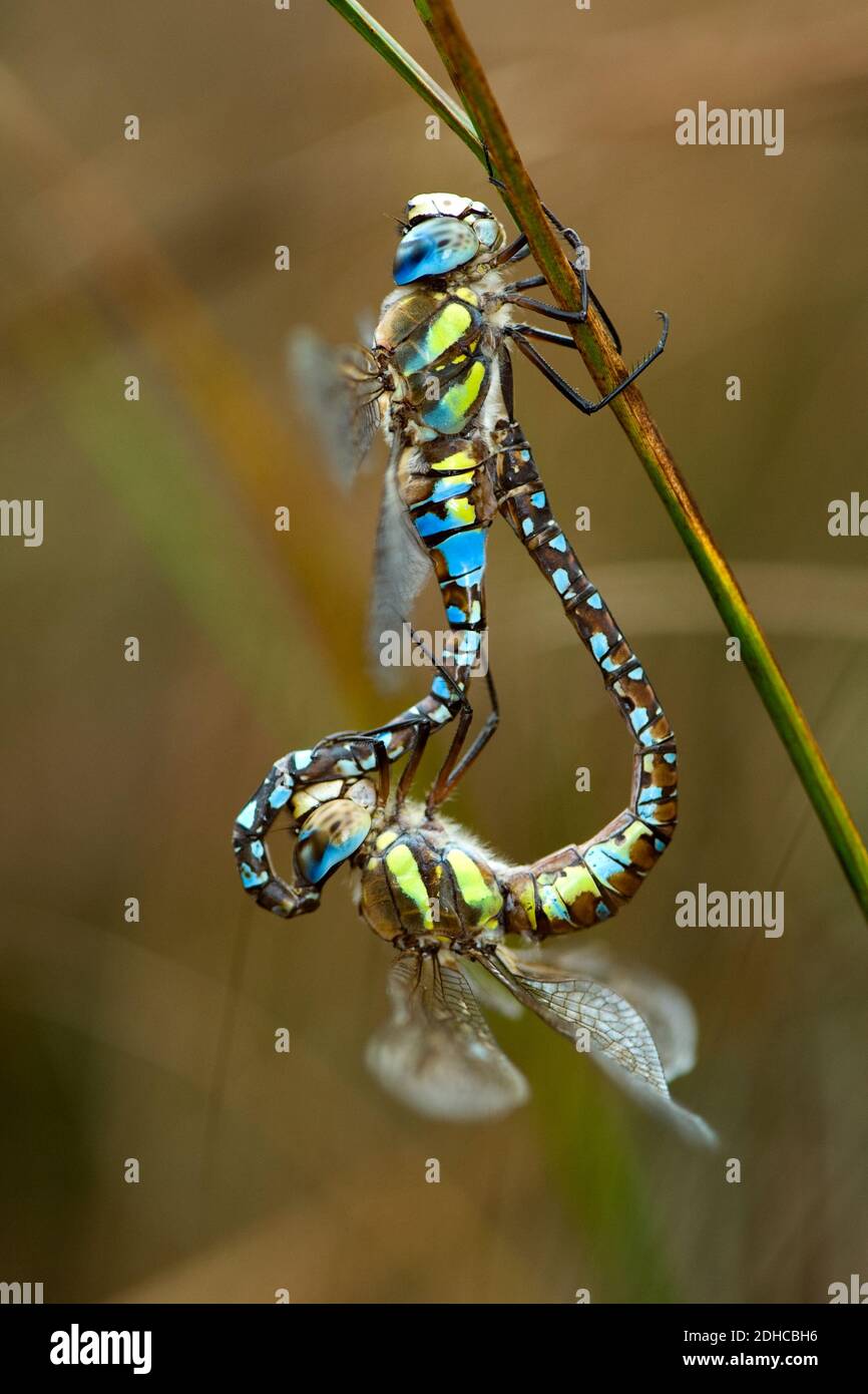 Due dragonflies processo di accoppiamento. Macro fotografia scattata in una Coruña Spagna Foto Stock