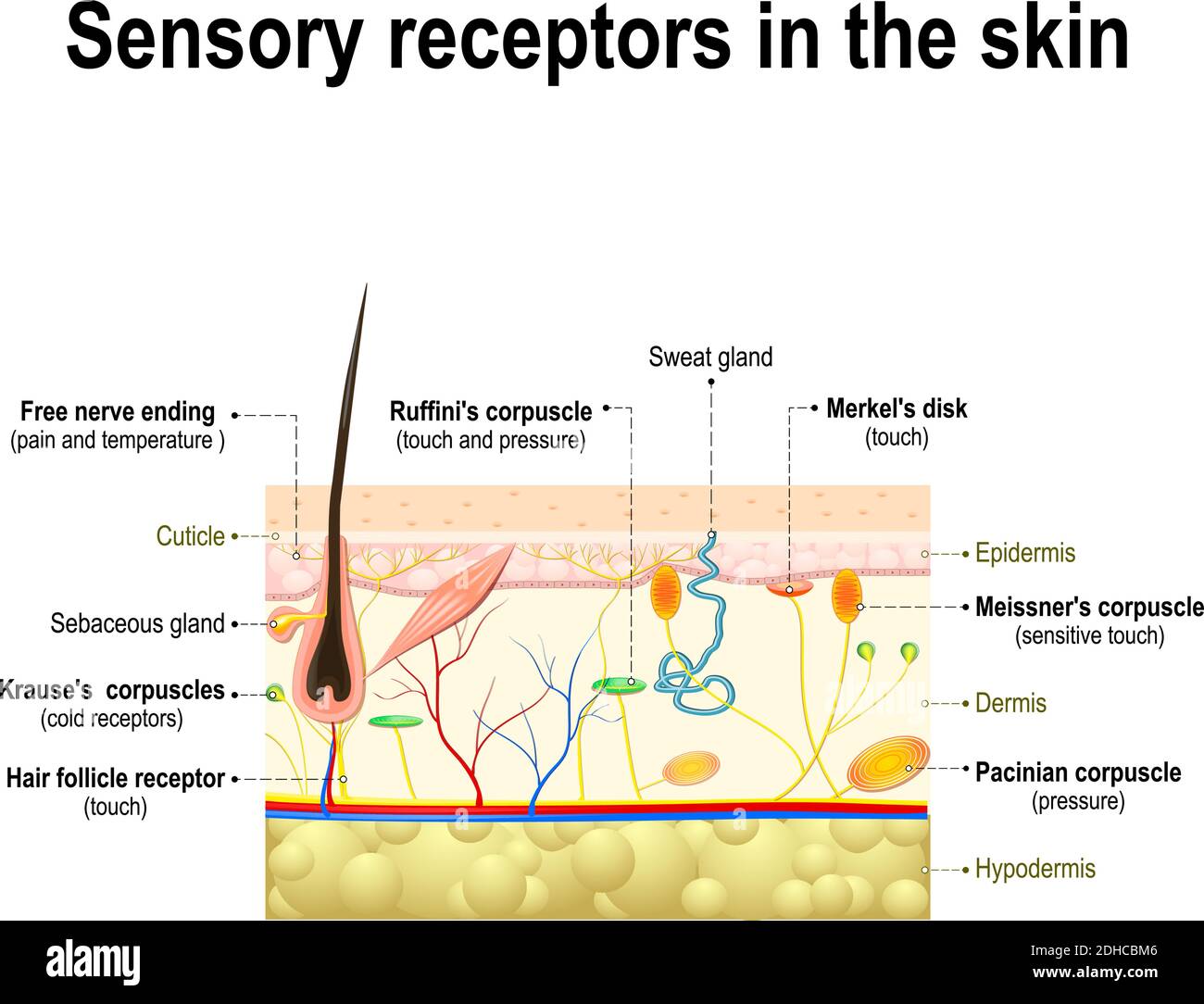 sistema sensoriale umano nella pelle. Pressione, vibrazioni, temperatura e dolore Illustrazione Vettoriale