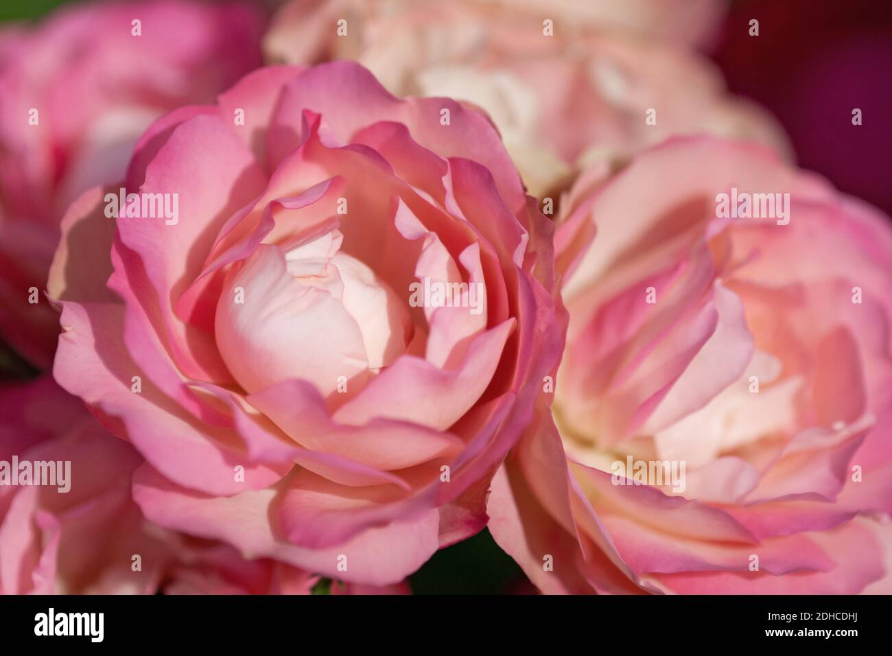 Primo piano di delicate e tenue rose rosa-gialle Foto Stock