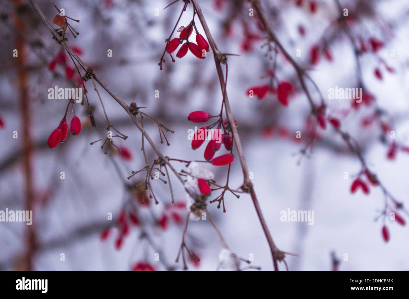 Coperto di neve, grappoli di bacche rosse di un Cotoneaster Horizalis Decne, sfondo invernale Foto Stock