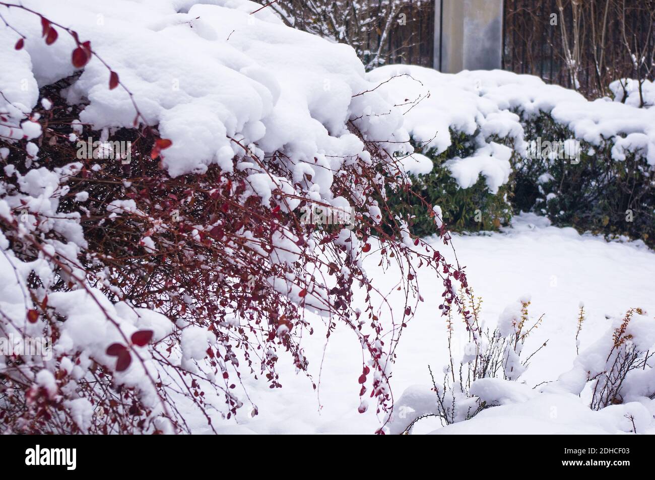 Coperto di neve, grappoli di bacche rosse di un Cotoneaster Horizalis Decne, sfondo invernale Foto Stock