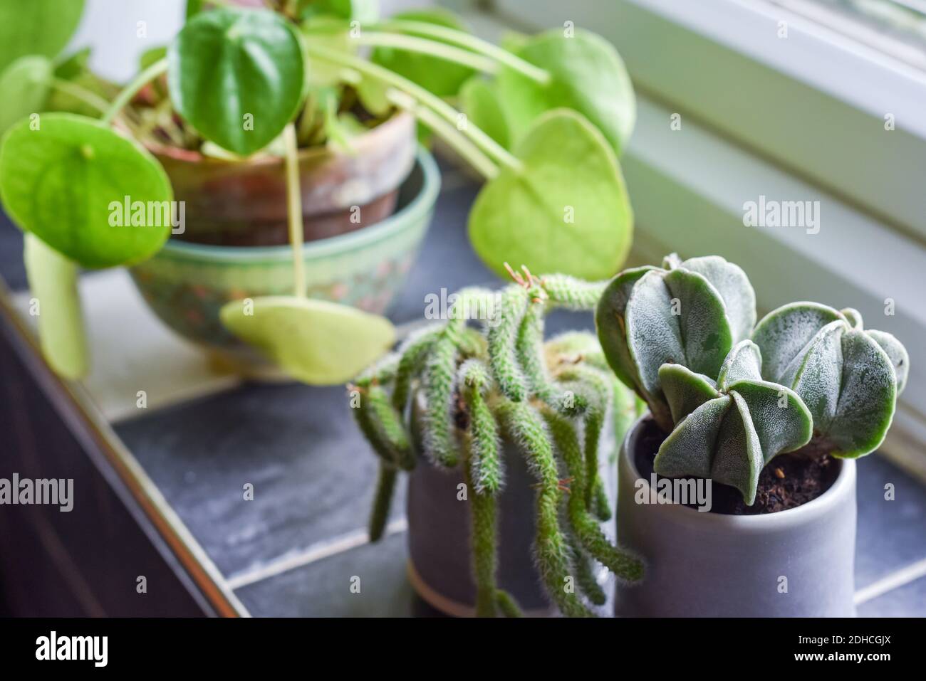 Piccole piante di casa in pentole in una stanza interna domestica sul bordo della finestra della cucina Foto Stock