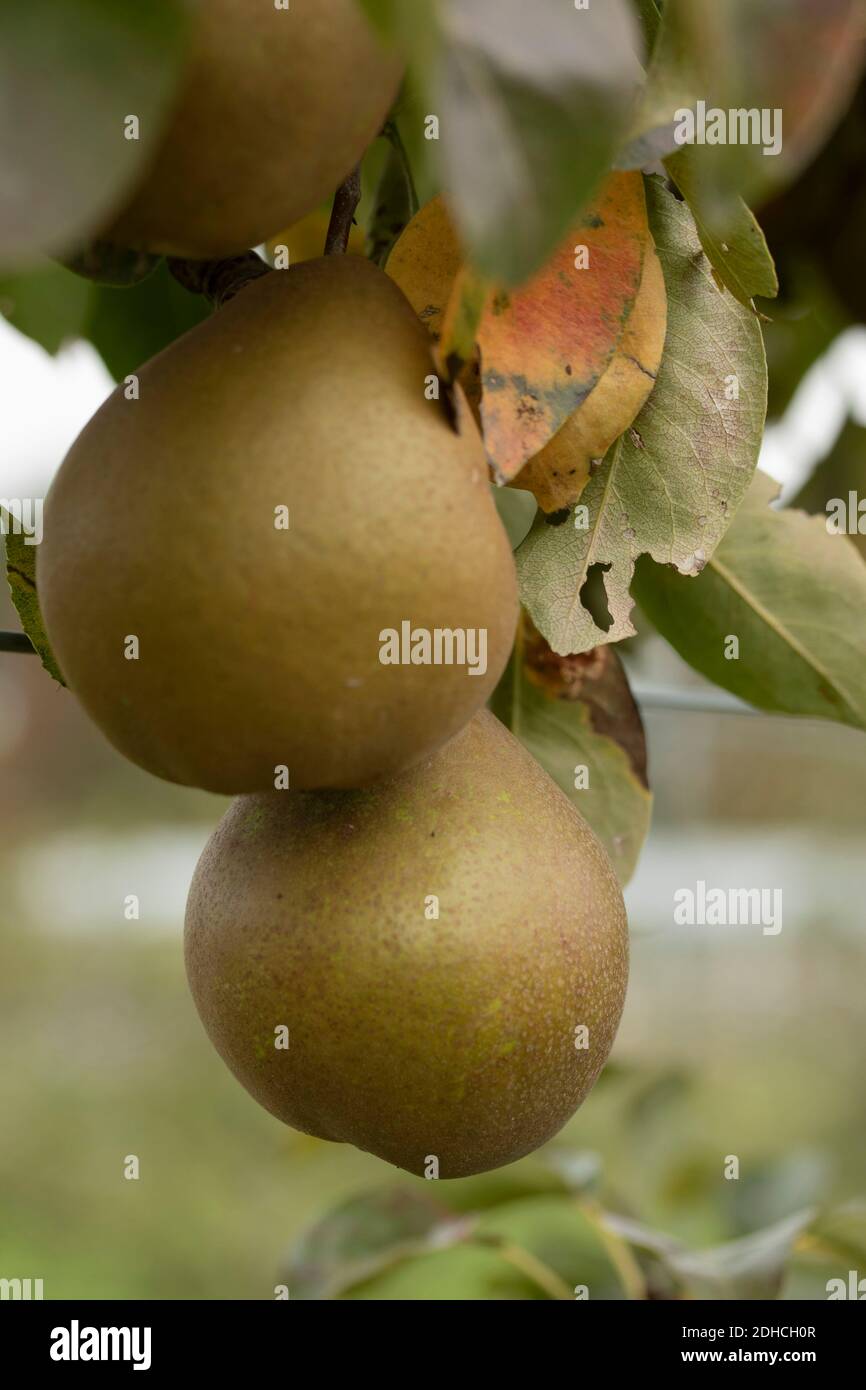 Pyrus (Pear) communis "Black Worcester", Foto Stock