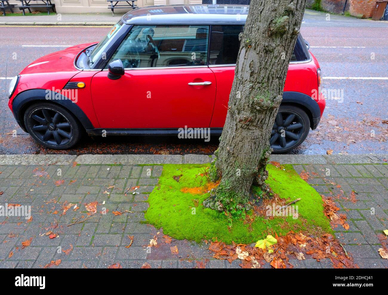 Red Mini e muschio verde, Botanic Avenue, Belfast Foto Stock