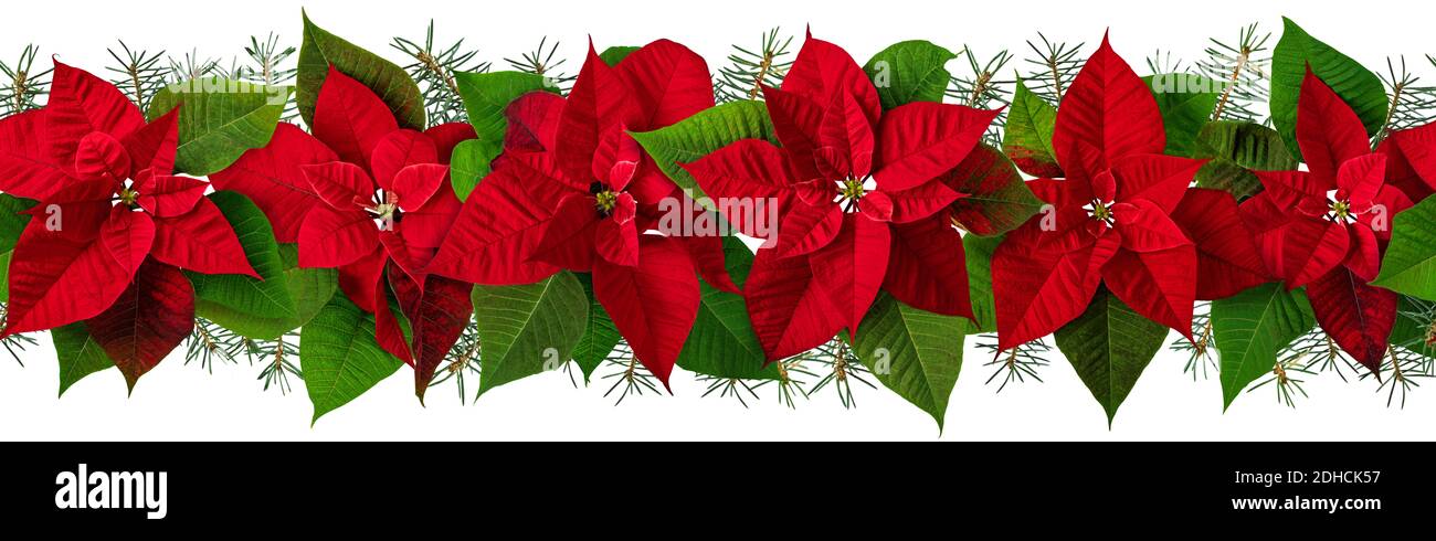 Poinsettia fiori rossi e ghirlanda di abeti isolati su bianco. Motivo orizzontale senza giunture Flor de Pascua. Confine delle piante della vigilia di Natale. Foto Stock