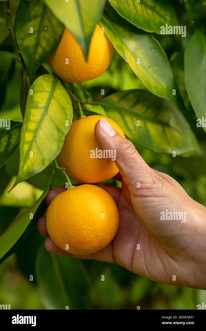 Una mano di un agricoltore femminile controlla la crescita e. qualità della sua frutta in un aranceto Foto Stock