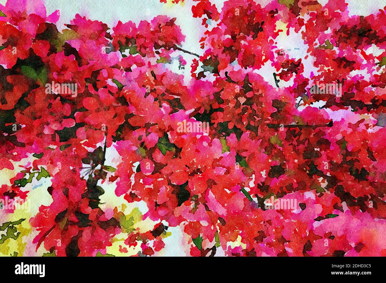 illustrazione digitale dell'acquerello del ramo fiorente di un pianto albero in fiore di ciliegio in colori rosa e rosso brillante Foto Stock
