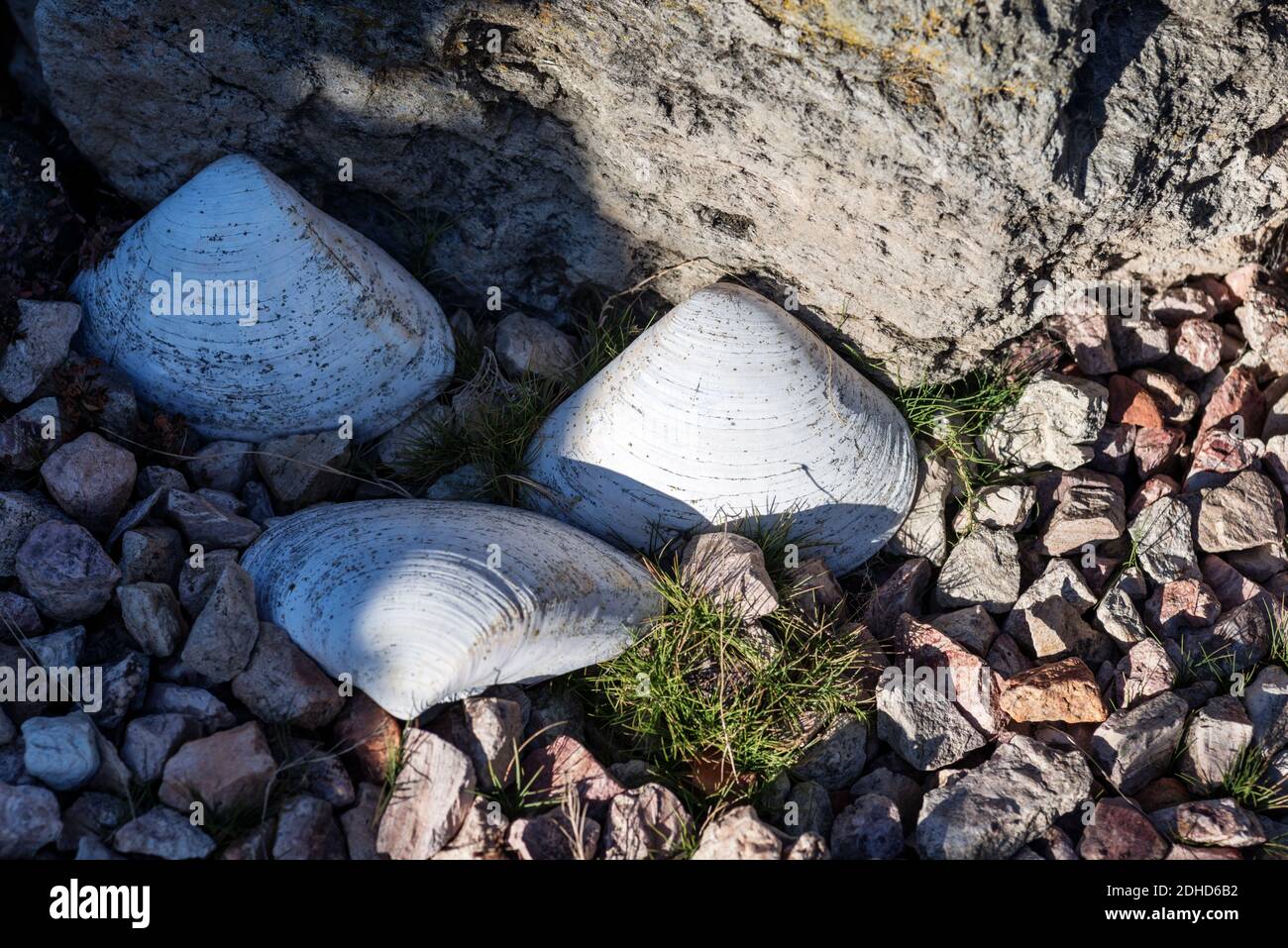 Vecchi gusci di vongole pismo giacenti su rocce. Foto Stock