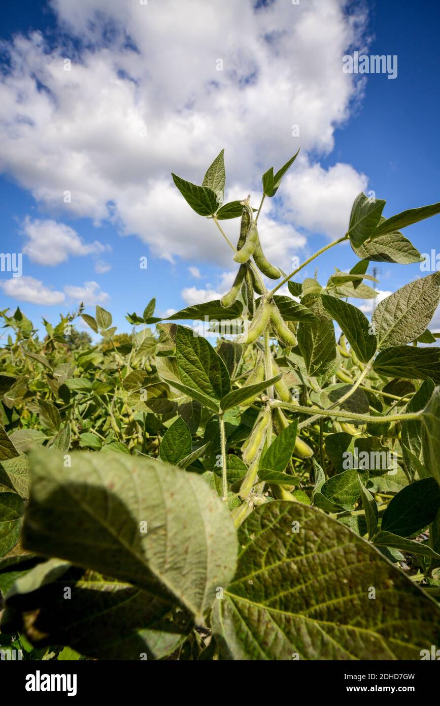 Soia verde sull'albero -semi di soia sulla pianta crescere nel settore  agricolo Foto stock - Alamy