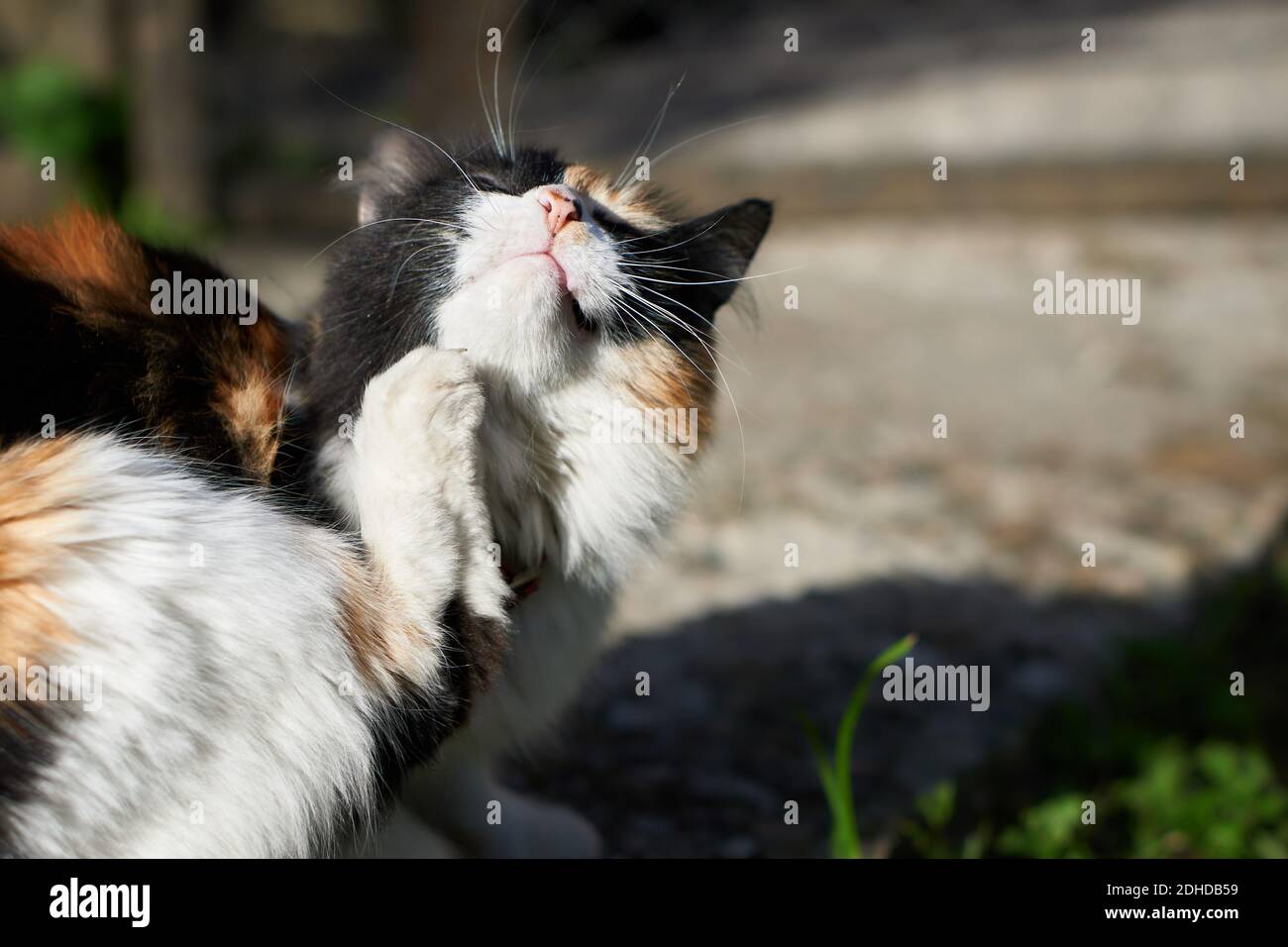 Un gatto graffiando il suo corpo fuori della casa mentre il il sole splende su di esso Foto Stock