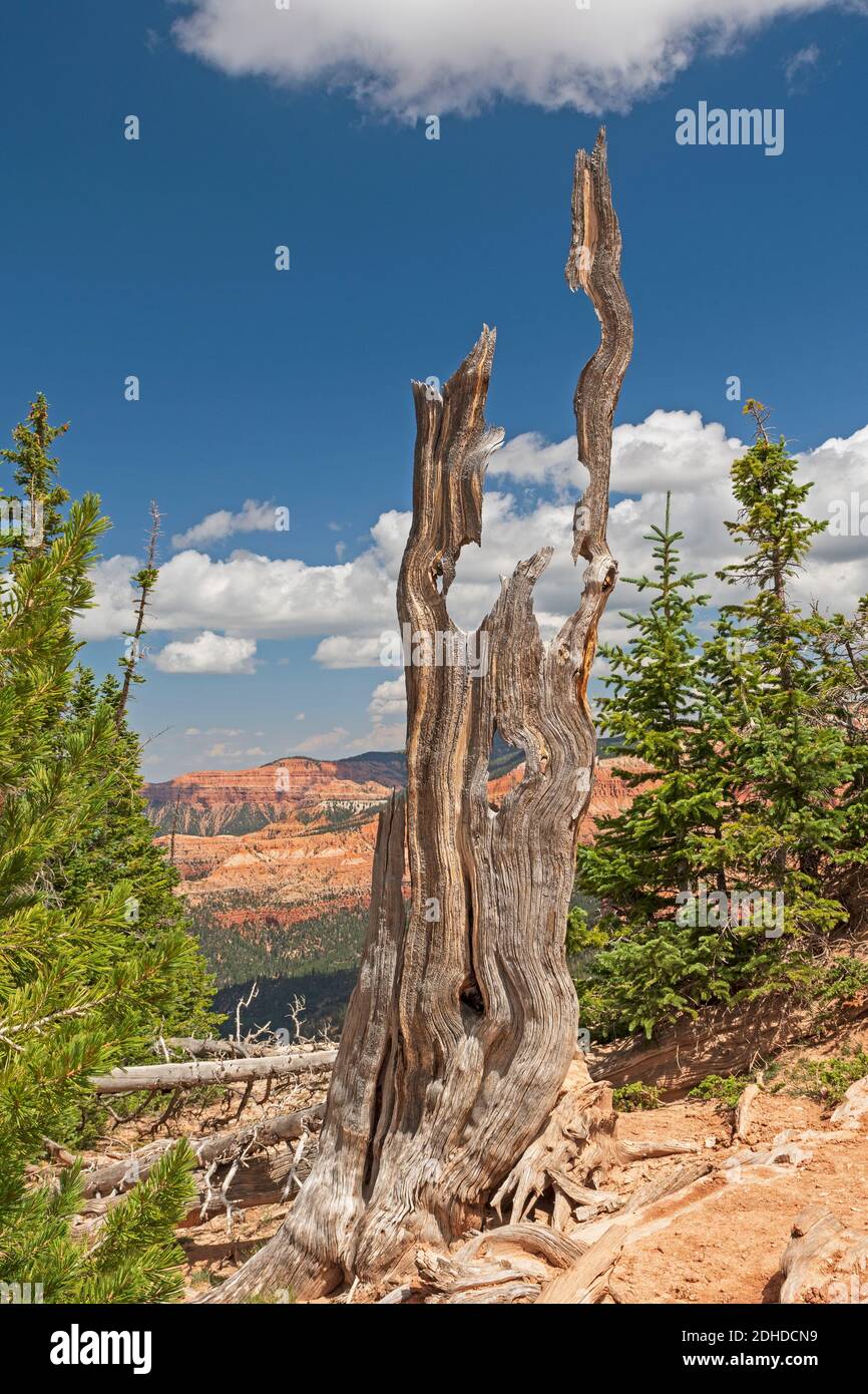 Resti artistici di un Abete Englemann in Cedar Breaks National Monument in Utah Foto Stock