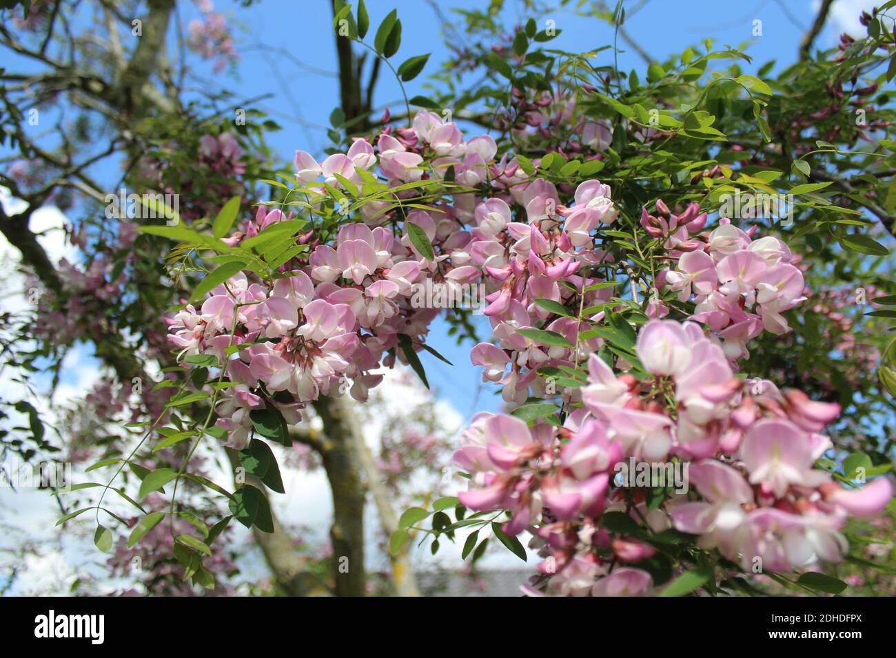 Un albero di bella rosa robinia hispida fiori Foto Stock