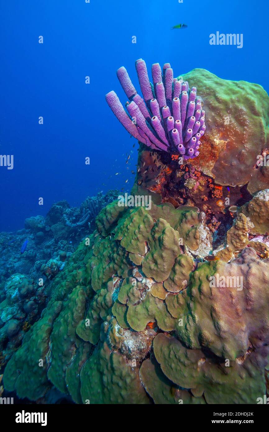 Una scogliera corallina caraibica al largo dell'isola di Bonaire Foto Stock