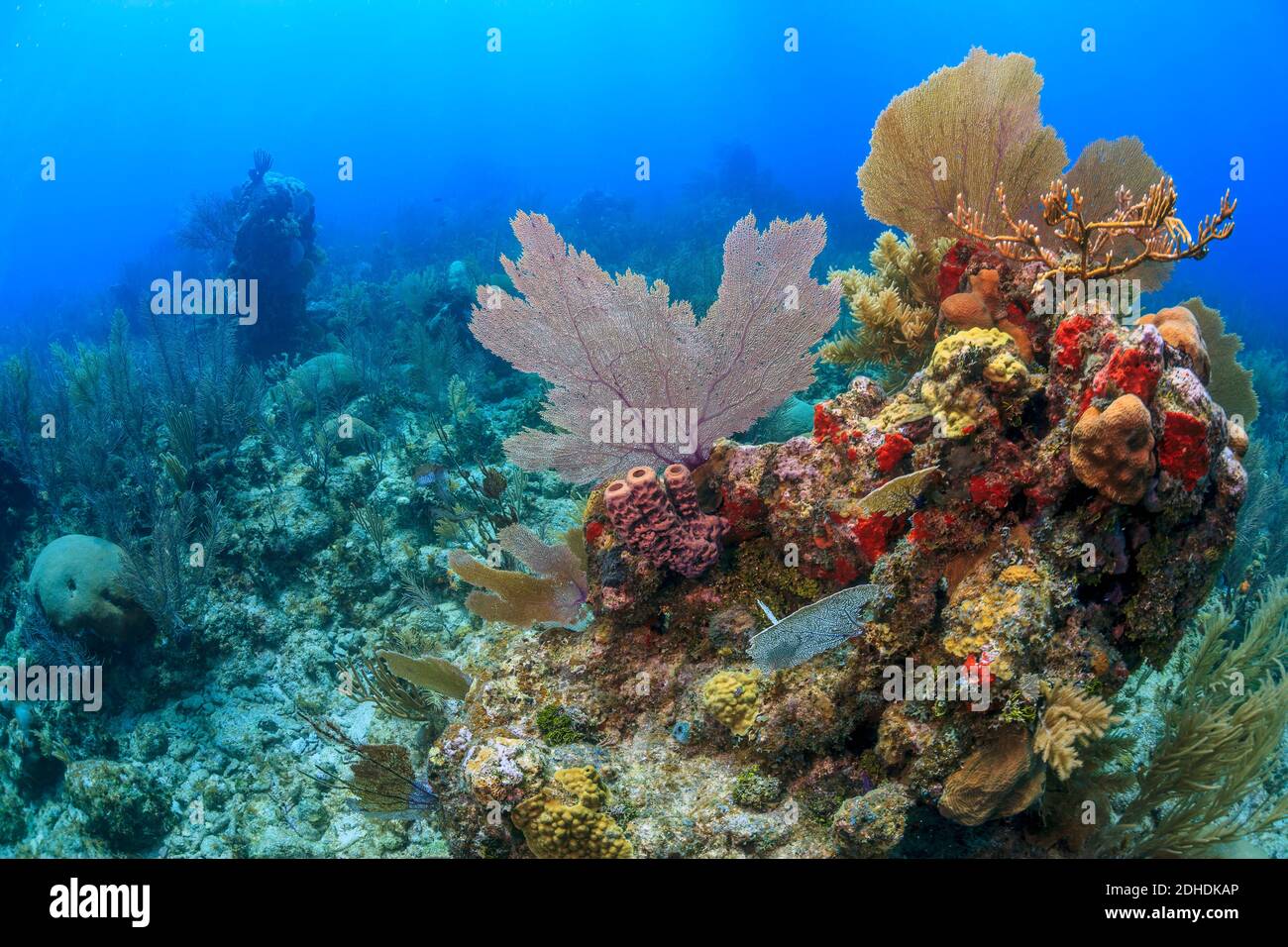 Una scogliera corallina caraibica al largo dell'isola di Bonaire Foto Stock